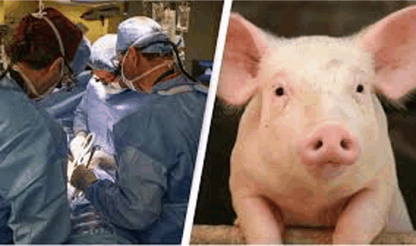 인간 최초의 돼지 신장: 이것이 이식의 미래인가? 2024년 4월 12일