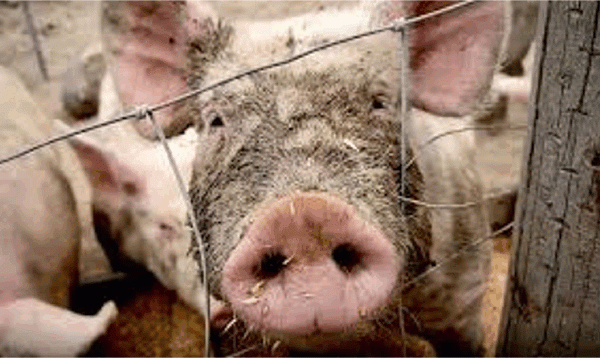 돼지는 어떻게 인간 장기 기증 부족 문제를 해결하는 ‘희망의 등불’이 되었는가 Posted 4h ago4 hours ago