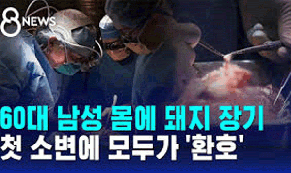 60대 남성 몸에 돼지 장기…첫 소변에 모두가 ‘환호’ / SBS 8뉴스 2024