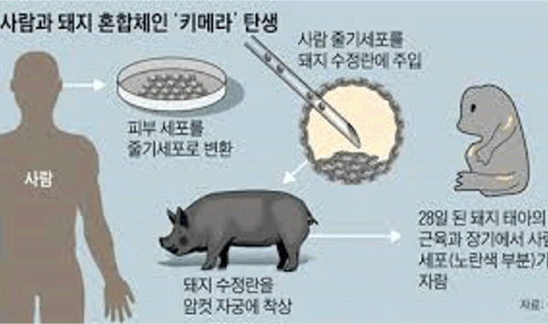 [글로벌K] ‘인체 장기이식용’ 돼지 첫 출생 [맵 브리핑] / KBS 2024.02.13.